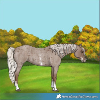 Horse Color:Silver Blue Roan Sabino 