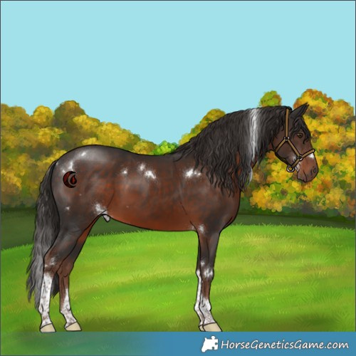 Horse Color:White Spotted Liver Chestnut Tobiano Rabicano