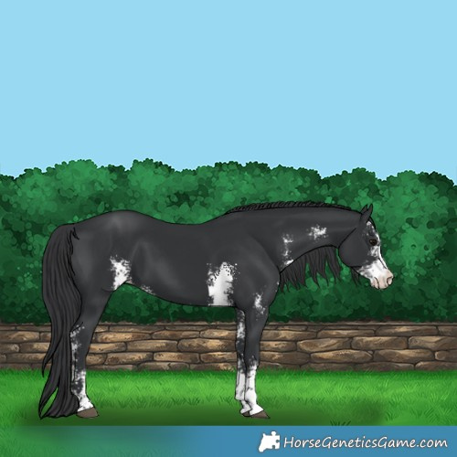 Horse Color:Black Sabino 