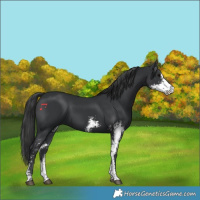 Horse Color:Black Sabino 