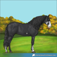 Horse Color:Black Sabino 