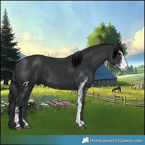 Horse Color:Black Sabino 