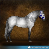 Horse Color:Gray Smoky Black 