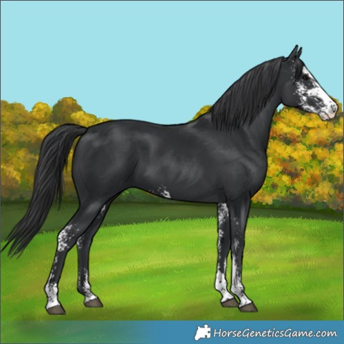 Horse Color:Black Sabino 