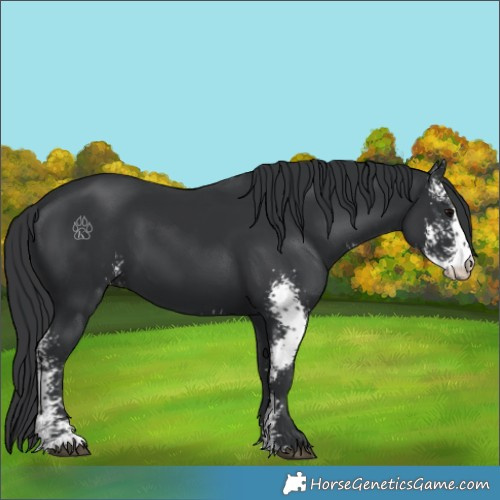 Horse Color:Black Sabino 