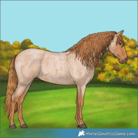 Horse Color:Red Roan 