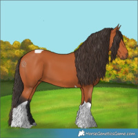 Horse Color:Bay Tobiano 