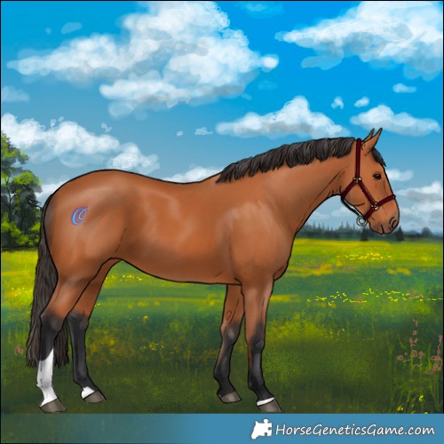 Horse Color:Bay Tobiano 