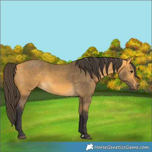 Horse Color:Buckskin 
