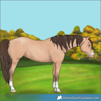 Horse Color:Amber Champagne 