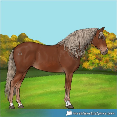 Horse Color:Chestnut 