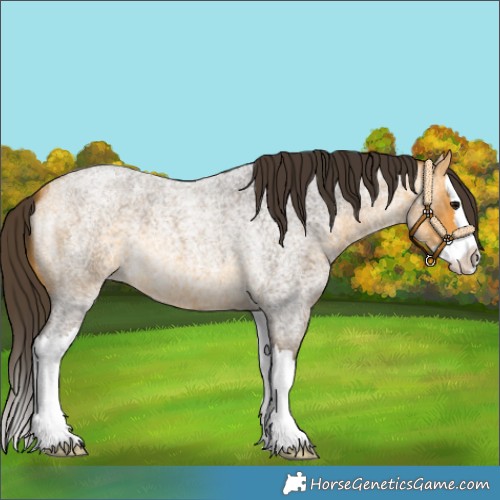 Horse Color:Buckskin Roan Splash 