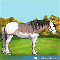 Horse Color:Bay Roan Splash Appaloosa 