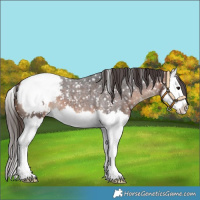 Horse Color:Bay Roan Splash Snowcap 
