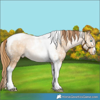 Horse Color:Buckskin Pearl Tobiano Blanket