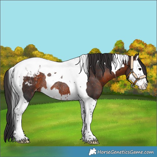 Horse Color:Brown Splash Tobiano Appaloosa Rabicano 