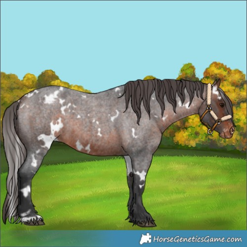 Horse Color:White Spotted Bay Roan Appaloosa 
