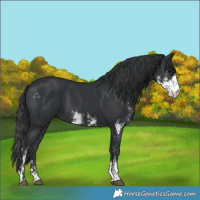 Horse Color:Black Sabino 