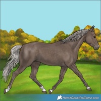 Horse Color:Silver Black