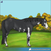 Horse Color:Black Sabino