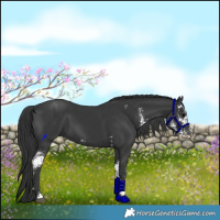 Horse Color:Black Sabino