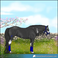 Horse Color:Black Sabino 