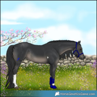 Horse Color:Black Tobiano Rabicano 