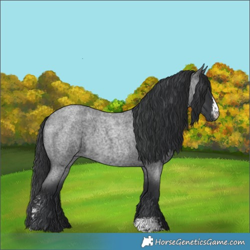 Horse Color:Blue Roan Sabino