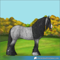 Horse Color:Blue Roan Sabino 