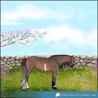 Horse Color:Bay Sabino Rabicano