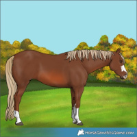 Horse Color:Chestnut 