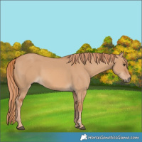 Horse Color:Red Dun 