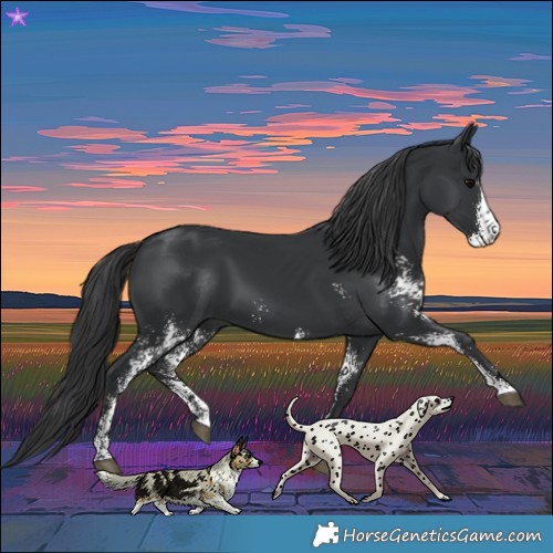 Horse Color:Black Sabino