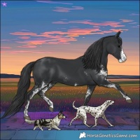 Horse Color:Black Sabino