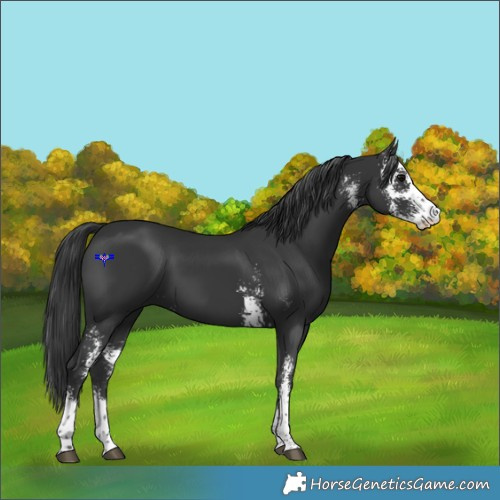 Horse Color:Black Sabino