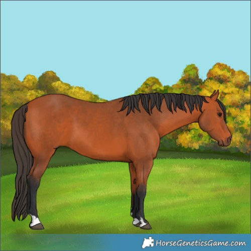 Horse Color:Bay 