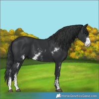 Horse Color:Black Sabino