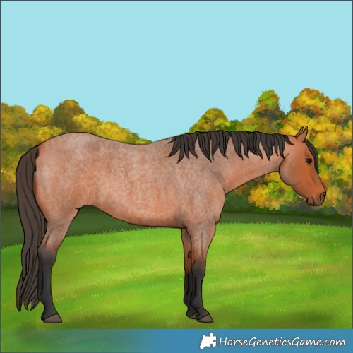 Horse Color:Bay Roan 