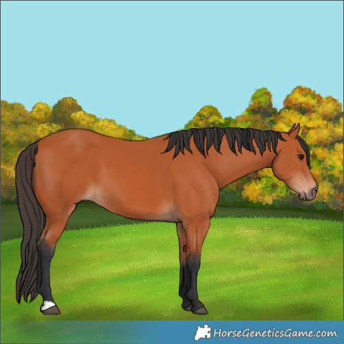 Horse Color:Bay 