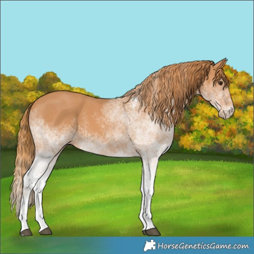Horse Color:White Spotted Chestnut