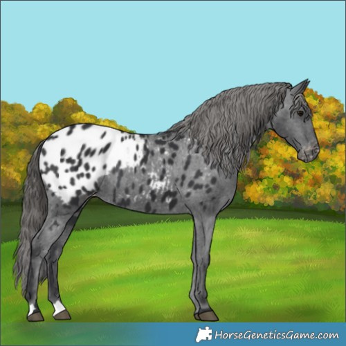 Horse Color:Black Appaloosa Rabicano