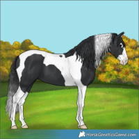 Horse Color:Black Splash Tobiano 