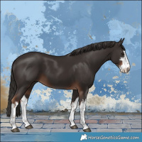 Horse Color:White Spotted Liver Chestnut 