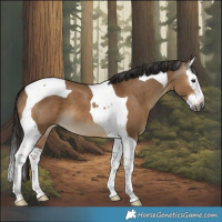Horse Color:Gray Liver Red Dun Splash Tobiano 