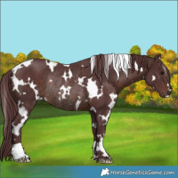 Horse Color:White Spotted Chocolate Brown Rabicano 
