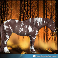 Horse Color:White Spotted Chocolate Brown Rabicano 
