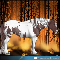 Horse Color:White Spotted Chocolate Black Tobiano Rabicano 