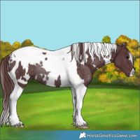 Horse Color:White Spotted Chocolate Black Tobiano Rabicano 