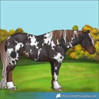Horse Color:White Spotted Liver Chestnut Rabicano 