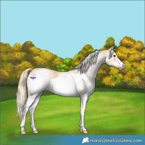 Horse Color:White Spotted Palomino Dun Sabino Frame